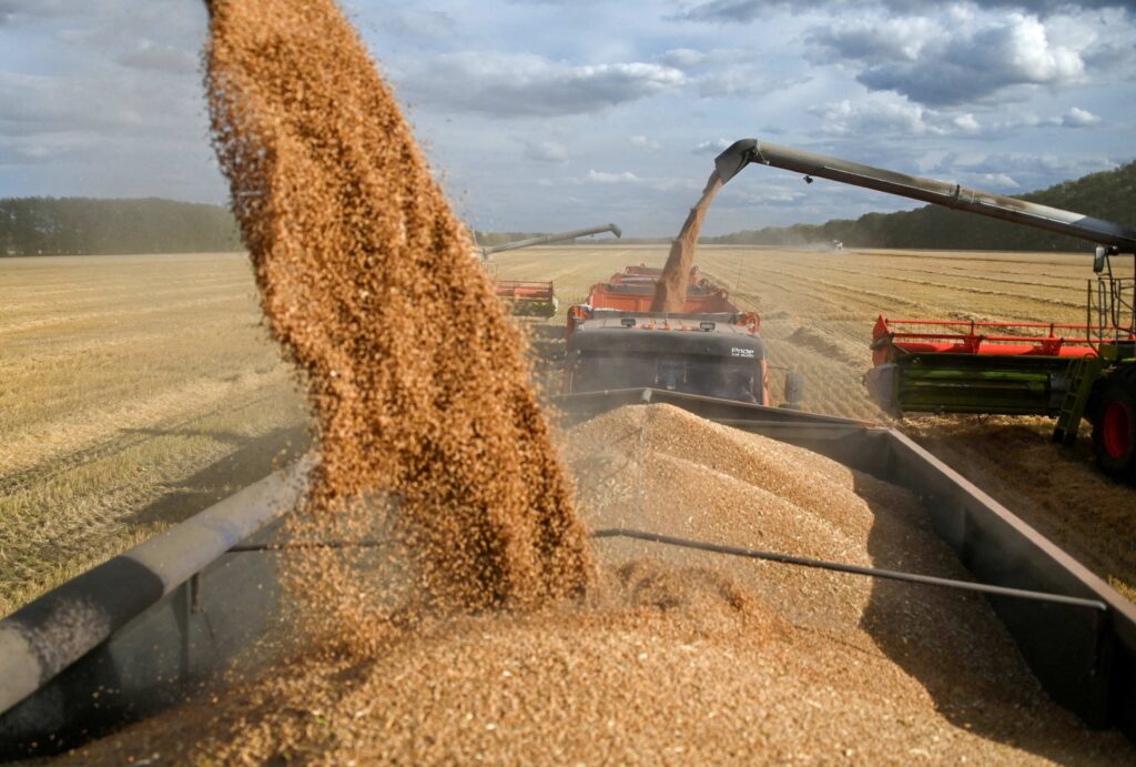wheat india 1673338454844