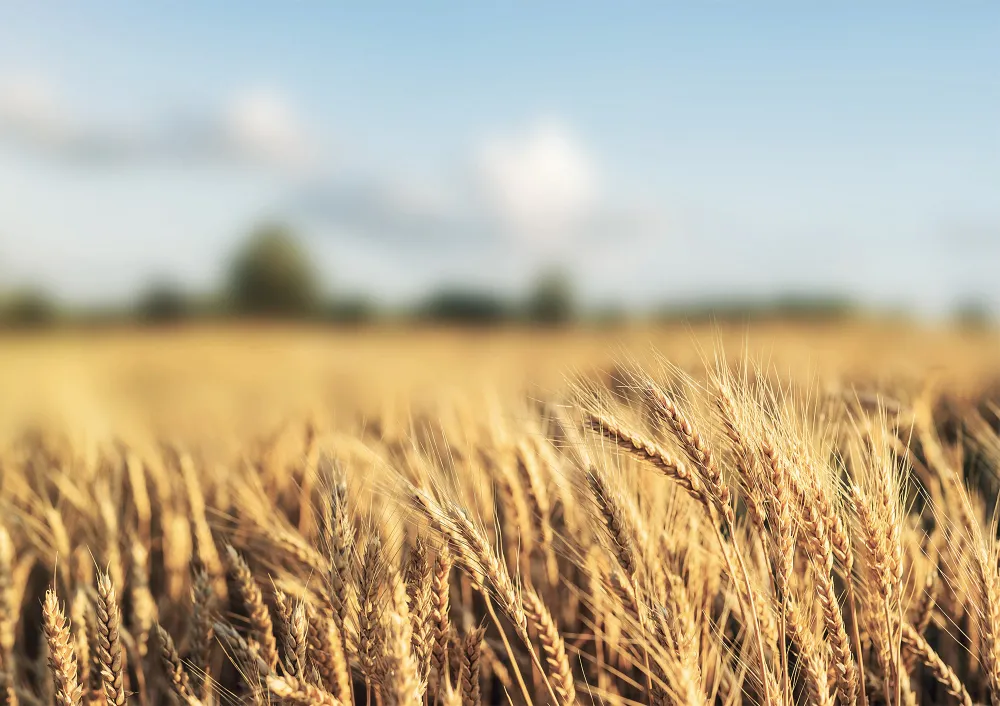 barley h.jpg